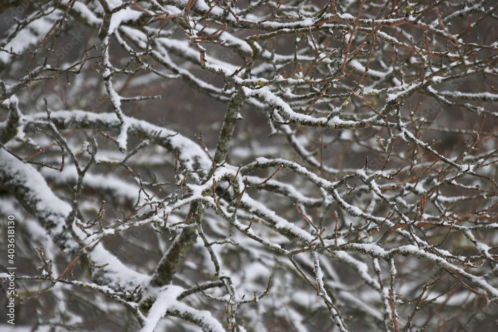 branches of a tree with hoarfrost and snow branches of a tree with hoarfrost and snow