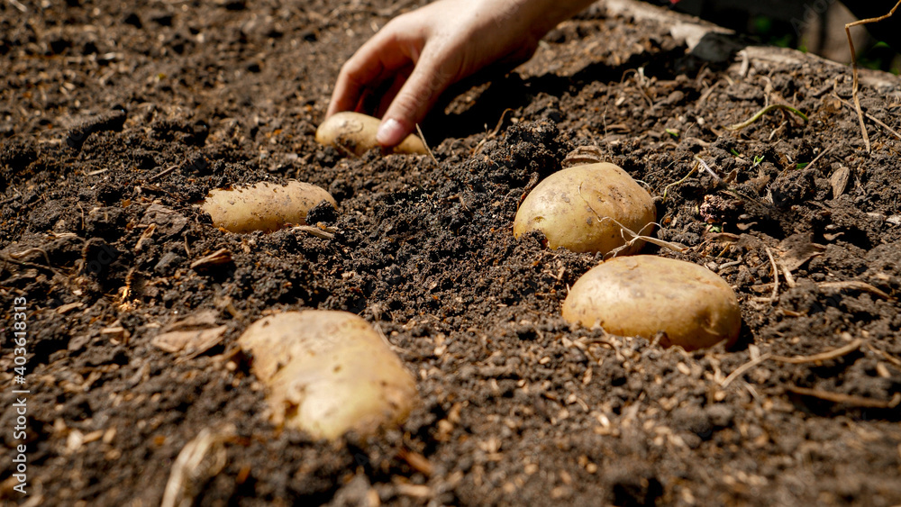 Farmer picking potato growin in garden bed on field. Farmer harvesting and collecting organic vegetables growing on farm Farmer picking potato growin in garden bed on field. Farmer harvesting and collecting organic vegetables growing on farm