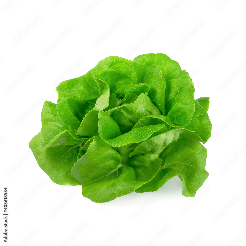 green butter lettuce with water drop isolated on white background green butter lettuce with water drop isolated on white background