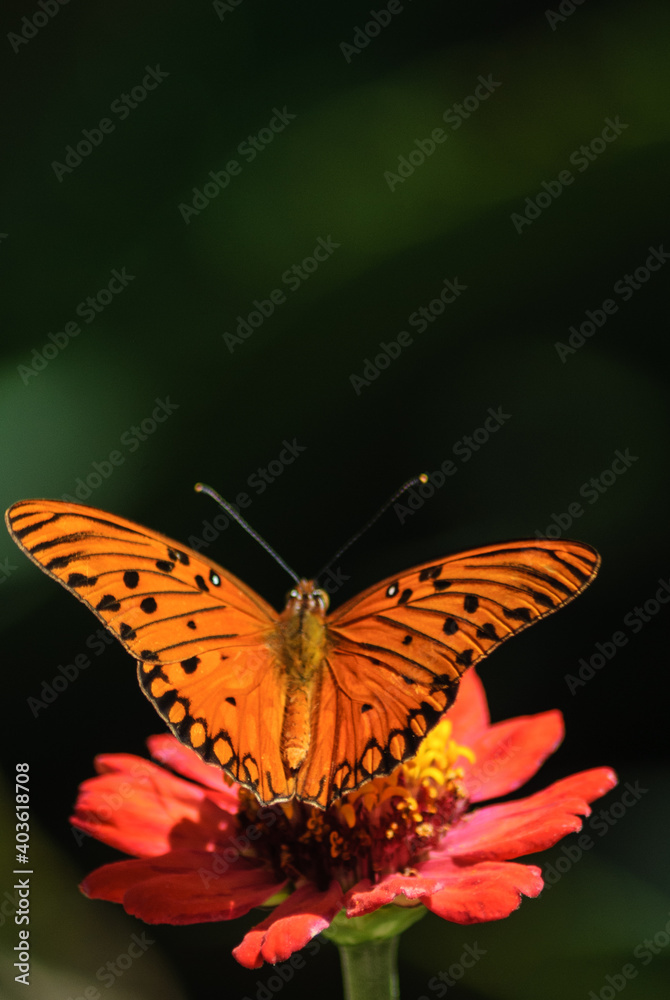 Fototapeta premium Butterfly