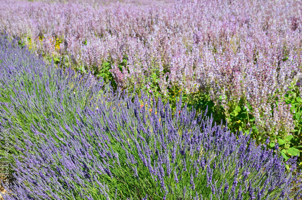 Lavender (Lavandula angustifolia) and lavendin (Lavandula × intermedia) field background, closeup of purple flowers, summer landscape