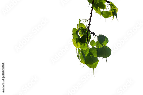 Photos of Leaves on white background