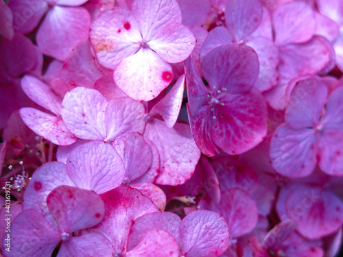 inflorescences of pink hydrangea large-leaved garden close-up © Lumatis