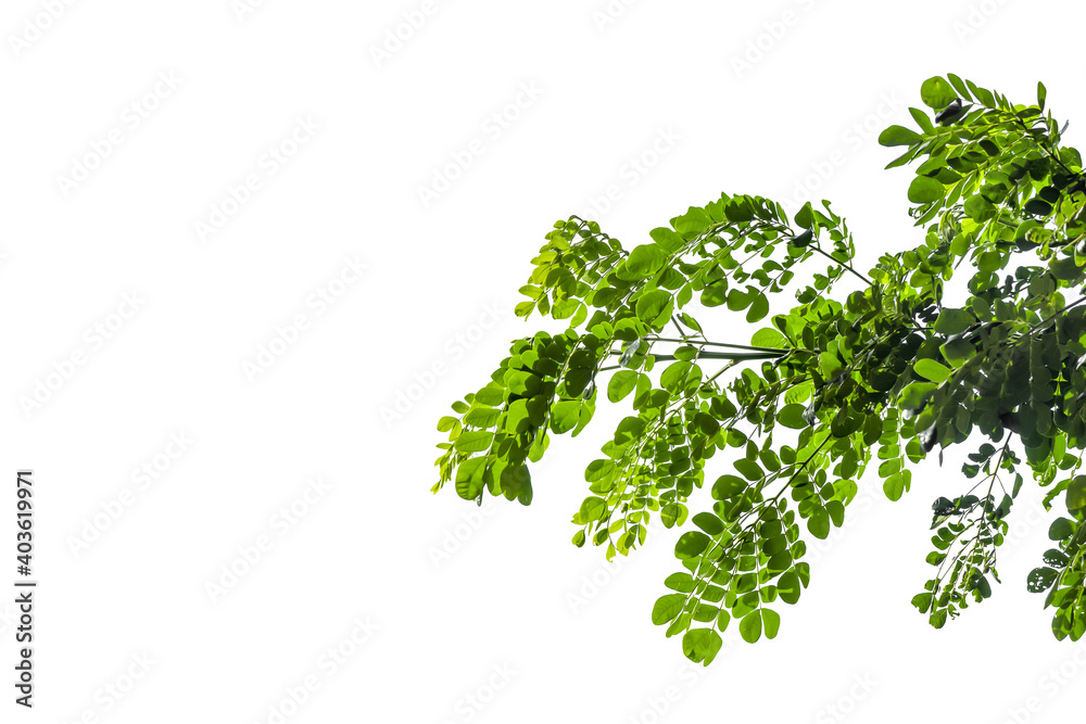 Photos of Leaves on white background Photos of Leaves on white background