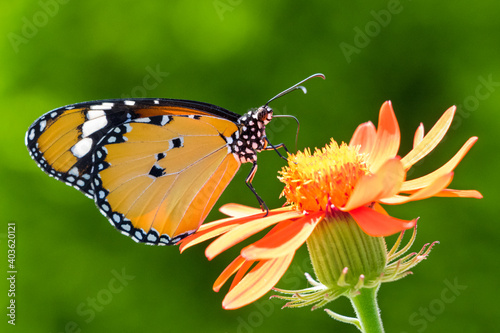 Extreme close up side view of Plain Tiger butterfly feeding on orange flower nectar