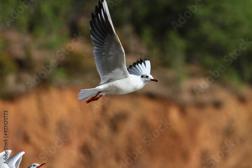 seagull in flight © Yang