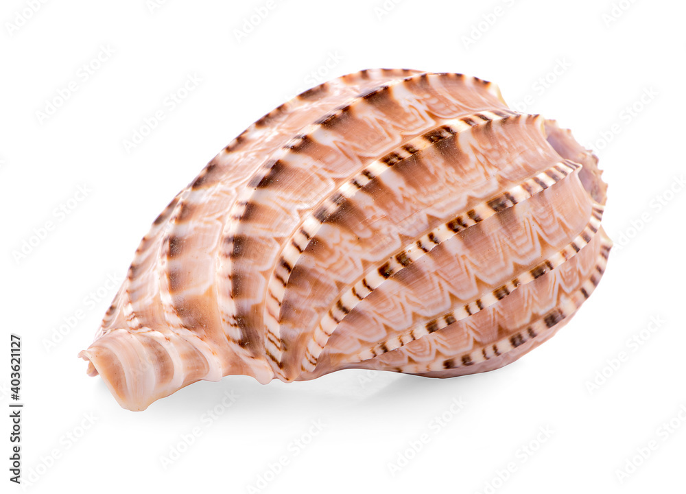 Seashell in close-up isolated on a white background Seashell in close-up isolated on a white background