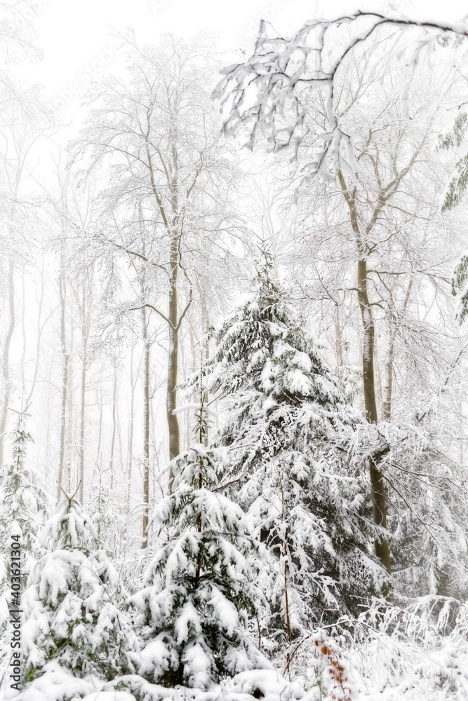 Verschneiter Wald in der Eifel, Deutschland