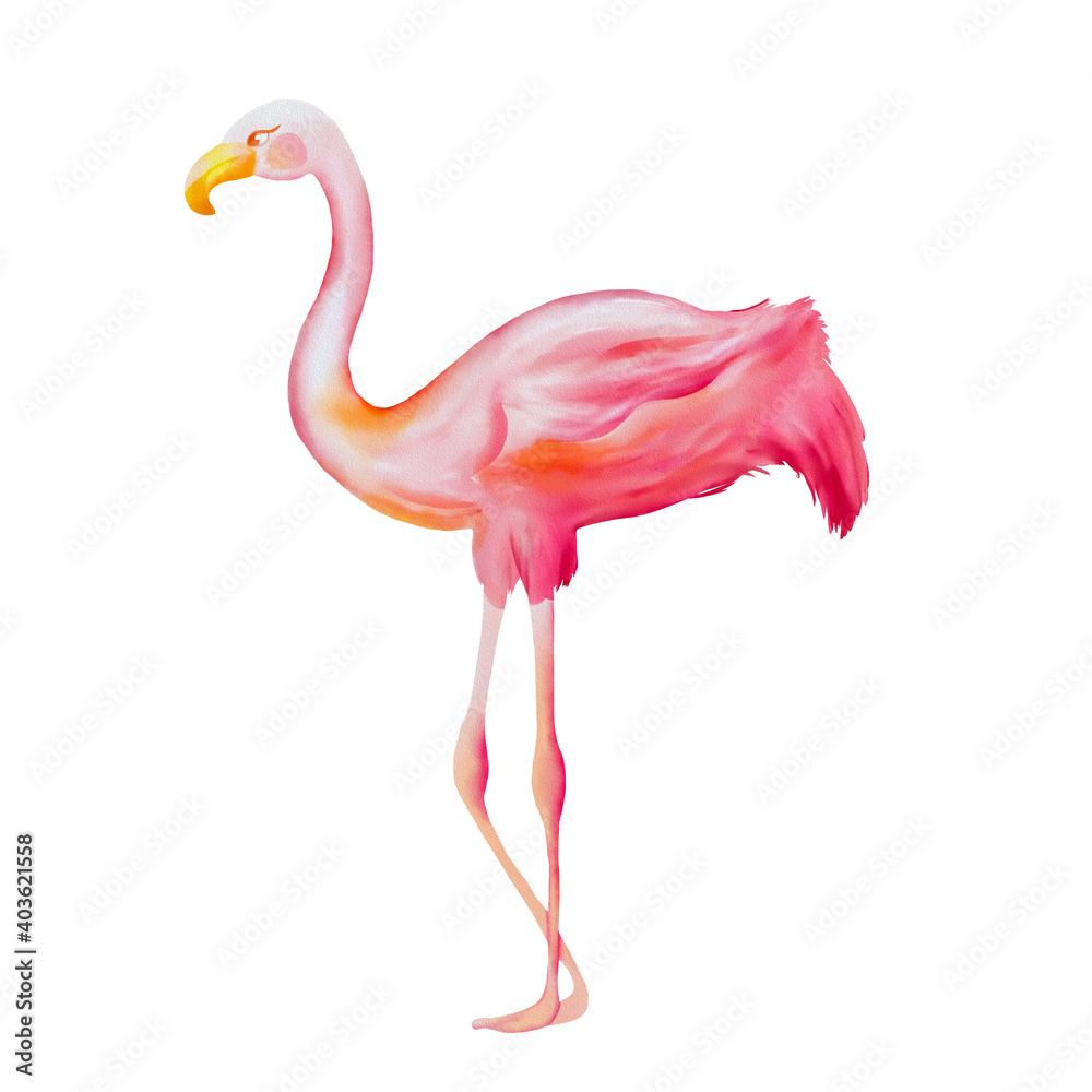 Fototapeta Ręcznie rysowane akwarela różowy piękny flamingo na białym tle.