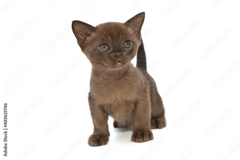 Small chocolate-colored kitten, European Burmese breed