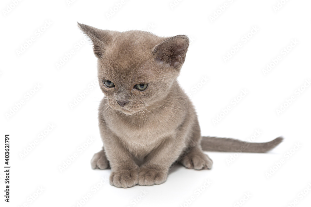 Kitten of the European Burmese is gray