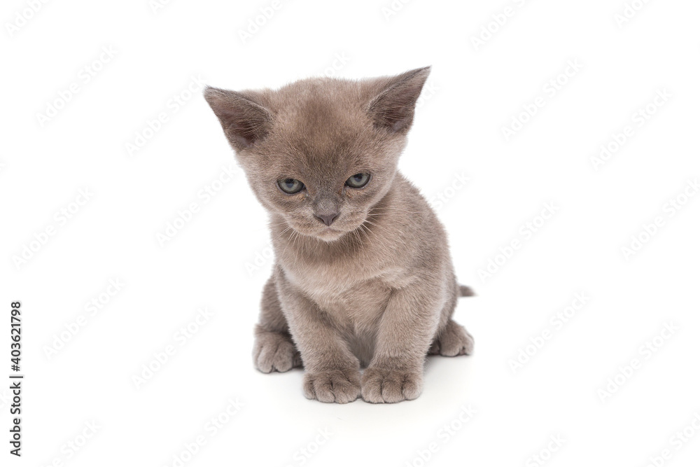 Kitten of the European Burmese is gray