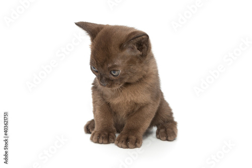 Small chocolate-colored kitten, European Burmese breed © Okssi