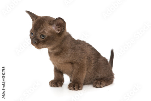 Small chocolate-colored kitten European Burmese