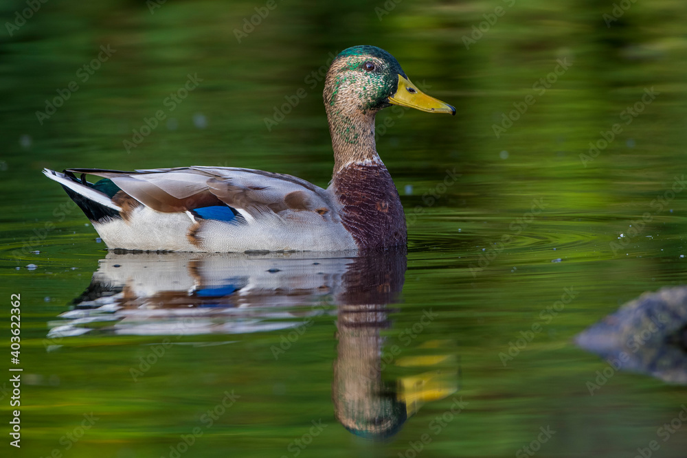 Fototapeta premium Stockente (Anas platyrhynchos) Erpel im Schlichtgefieder