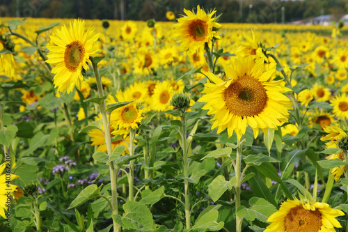 Sunflower field in Baden-Wurttemberg, Germany photo