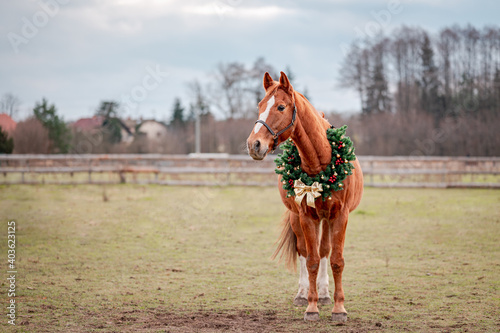 Horse portrait on nature background with a christmas wreath. Beautiful christmas portrait of a horse stallion mare.