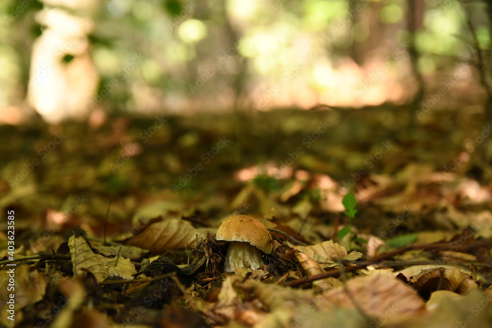 Mushroom Boletus edulis. Most tasty mushroom in Poland Mushroom Boletus edulis. Most tasty mushroom in Poland