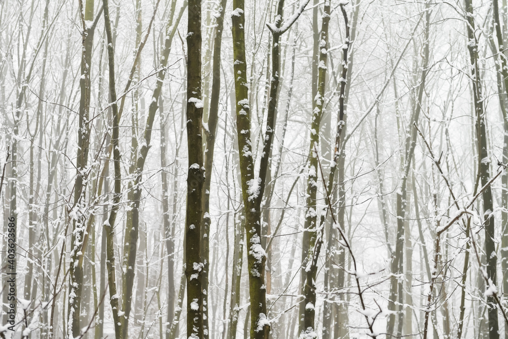 Baumstämme, Laubwald im Winter mit Schnee