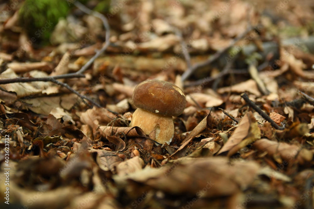 Mushroom Boletus edulis. Most tasty mushroom in Poland Mushroom Boletus edulis. Most tasty mushroom in Poland