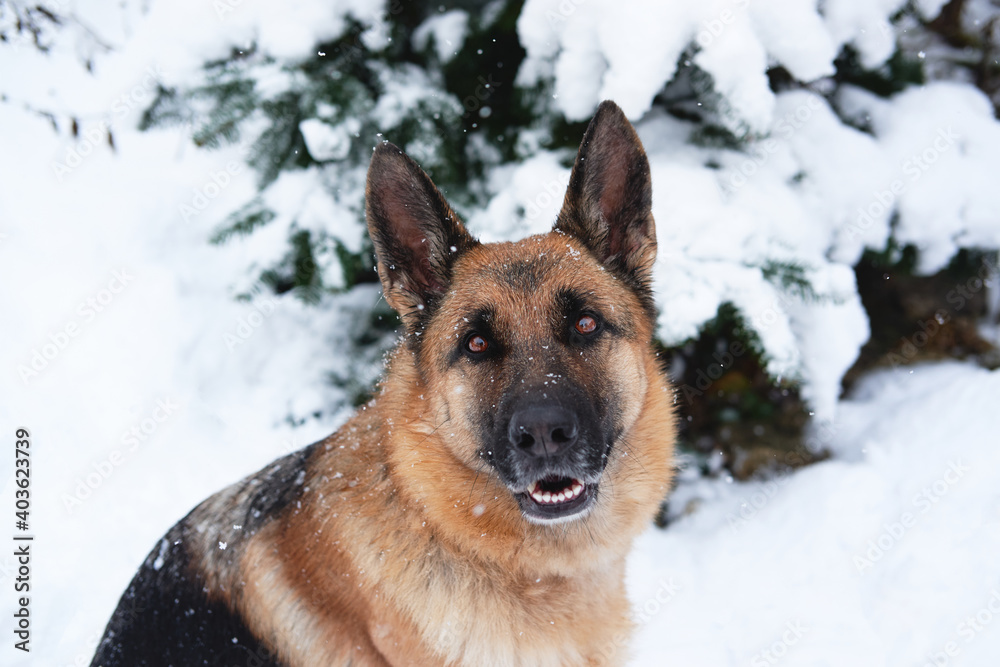 Portrait of shepherd dog in close up of festive New Years forest near fir tree strewn with fresh snow. Beautiful German shepherd dog sitting in winter snow forest and smiling.