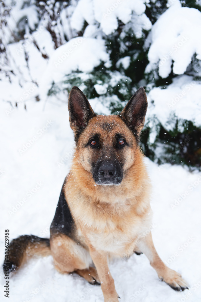 Walking with dog in newly fallen snow in park. German Shepherd sits in winter snow forest near fir tree and looks up with intelligent brown big eyes. Walking with dog in newly fallen snow in park. German Shepherd sits in winter snow forest near fir tree and looks up with intelligent brown big eyes.