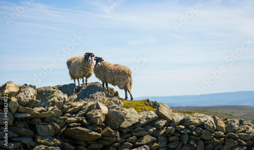 Two sheep in the mountain countryside of the Lake District hill