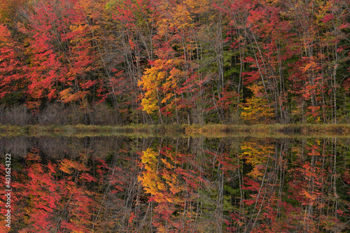 Autumn landscape of the shoreline of Thornton Lake with mirrored reflections in calm water, Hiawatha National Forest, Michigan’s Upper Peninsula, USA