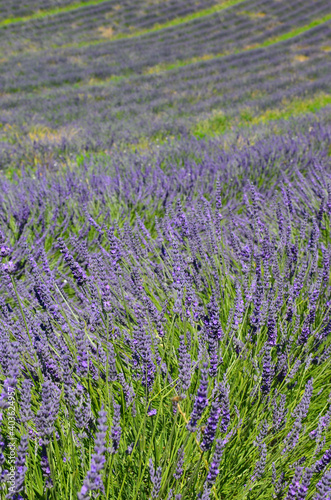 Scented purple lavender field background, cultivation in rows, closeup of flowers, Provence in summer