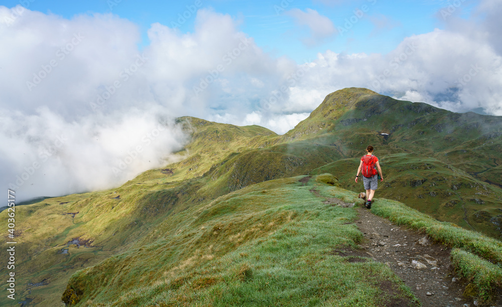 A female hiker walking over the narrow mountain ridge of the summit of Meall Garbh towards Beinn Nan Eachan near Loch Tay in the Scottish Highlands, UK mountains.