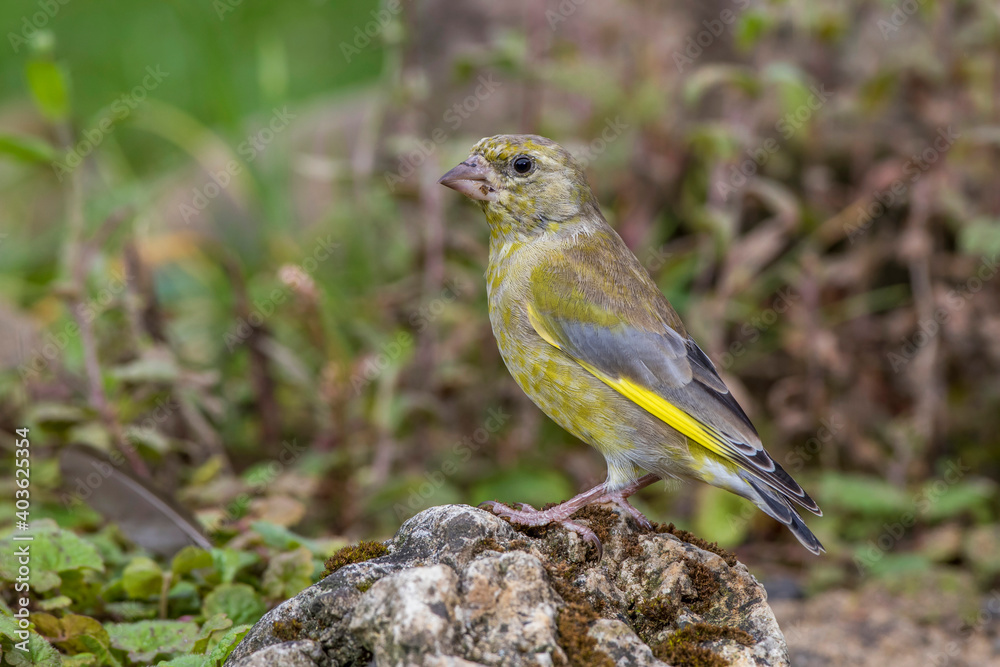 Fototapeta premium Grünfink (Carduelis chloris) an Wasserstelle