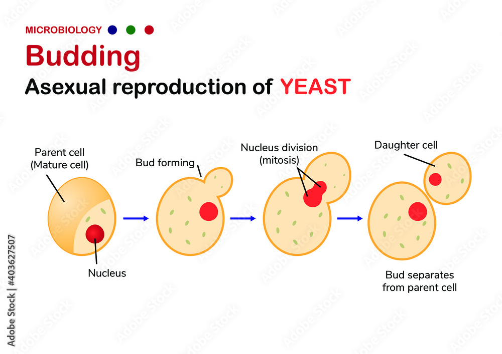 Microbiology Diagram Show Step Of Budding In Yeast As Asexual