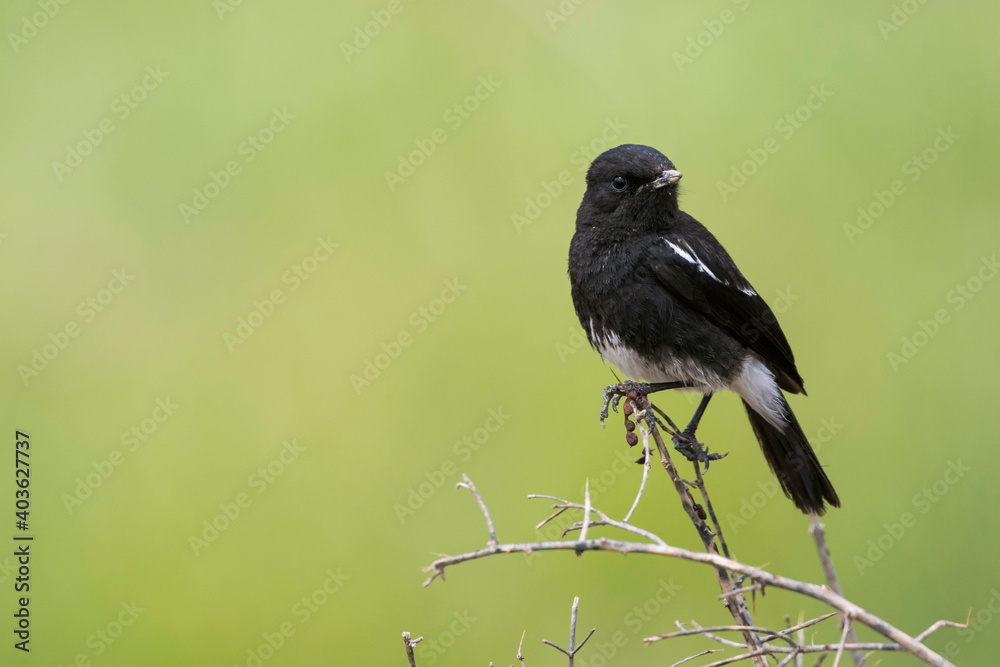 Fototapeta premium Pied Stonechat, Saxicola caprea rossorum