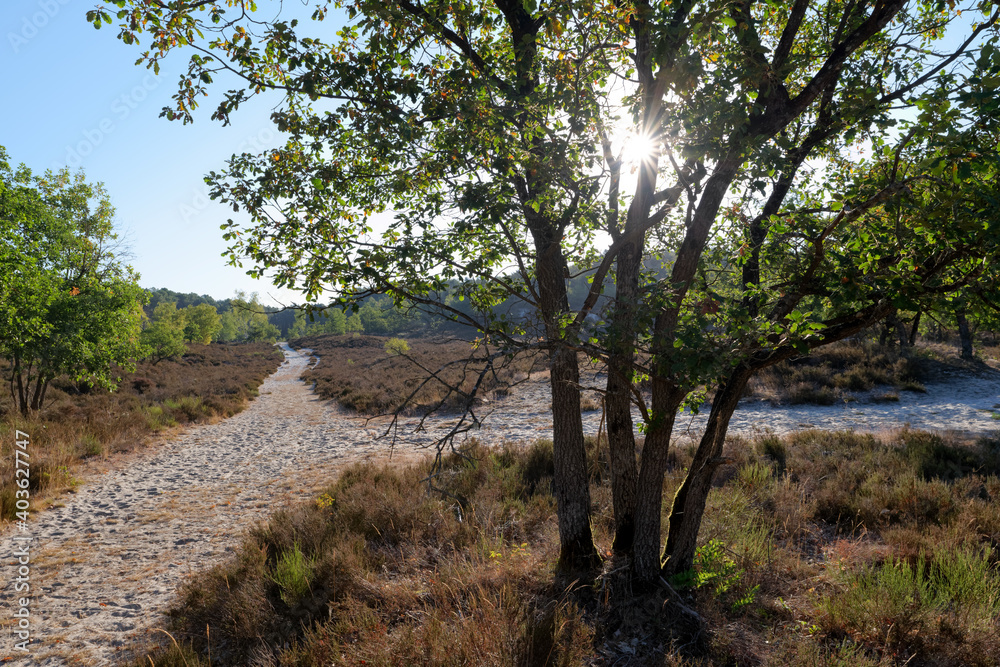 Hiking path in the french Gatinais regional nature park