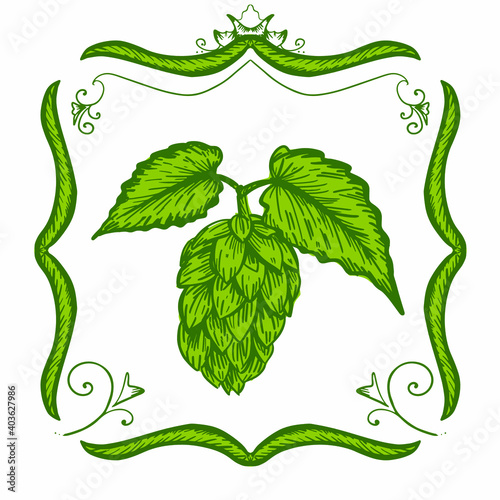 Hop cones and leaves. Vintage engraving style isolated on white. vector illustration.
