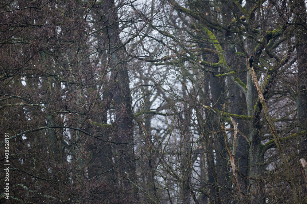Fototapeta premium Black Woodpecker, Dryocopus martius martius