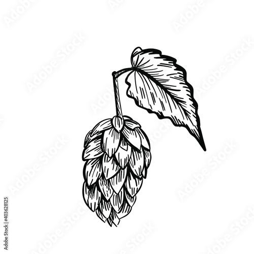 Hop cones and leaves. Vintage engraving style isolated on white. vector illustration.
