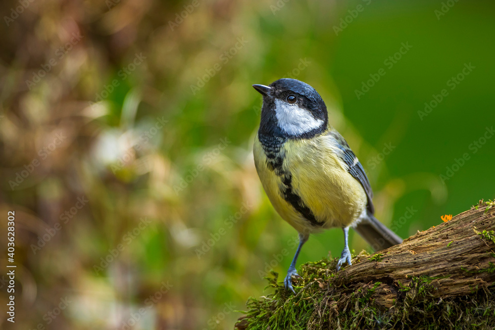 Obraz premium Kohlmeise (parus major)