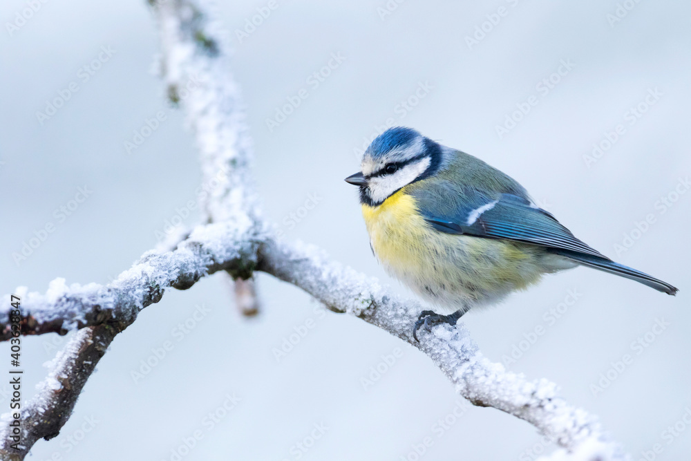 Obraz premium Blue Tit, Cyanistes caeruleus caeruleus