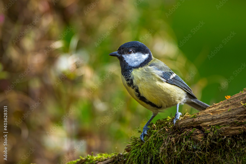 Naklejka premium Kohlmeise (parus major)