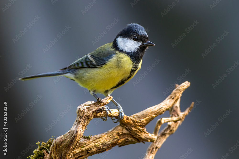 Obraz premium Kohlmeise (parus major)