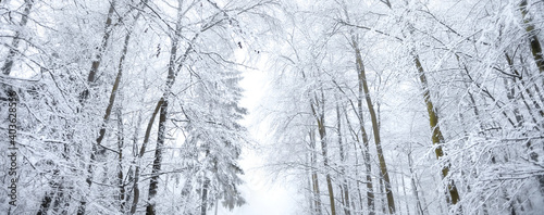 Banner Schnee auf Baumkronen im Wald