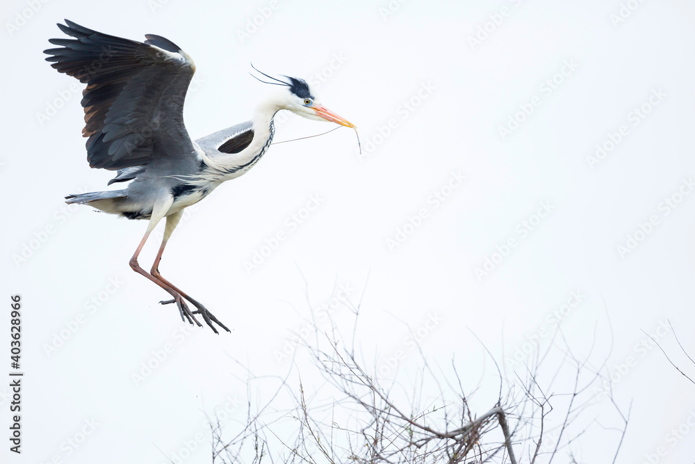 Obraz premium Grey Heron, Ardea cinerea