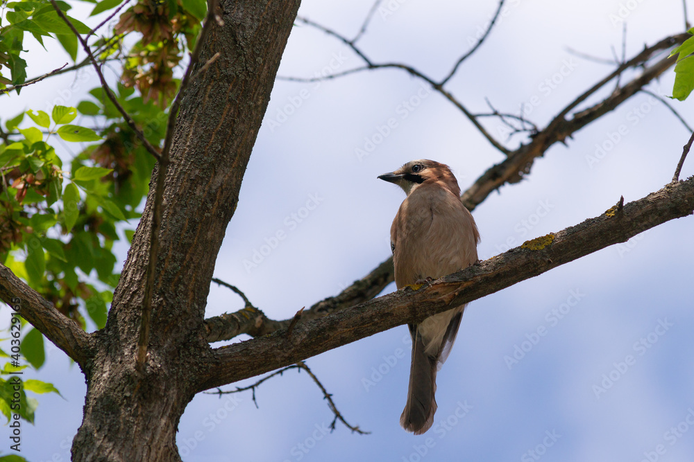 Jay ordinary among branches on a tree