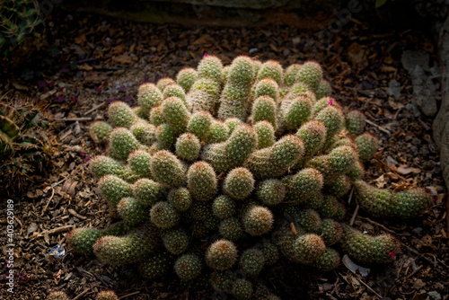 Cactus at Himalaya