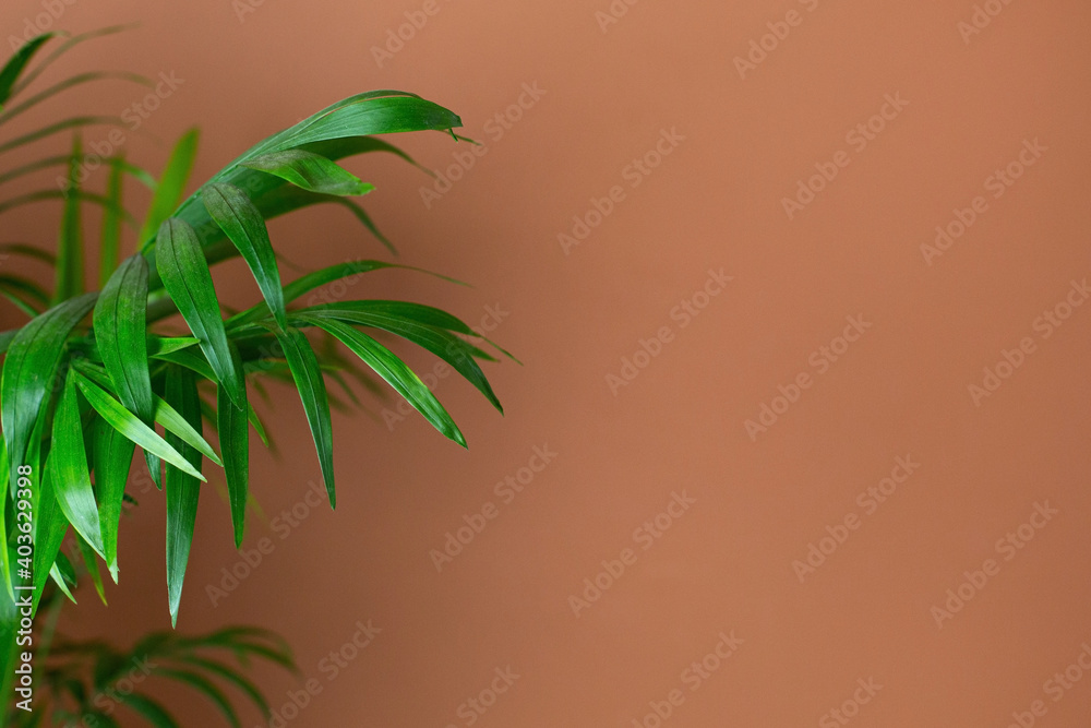 Abstract modern interior with green plant, dark orange wall background copy space Abstract modern interior with green plant, dark orange wall background copy space