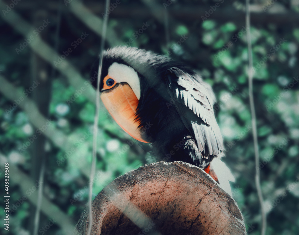 Naklejka premium Toucan in a cage