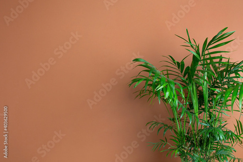 Abstract modern interior with green plant, dark orange wall background copy space © KatrinaEra