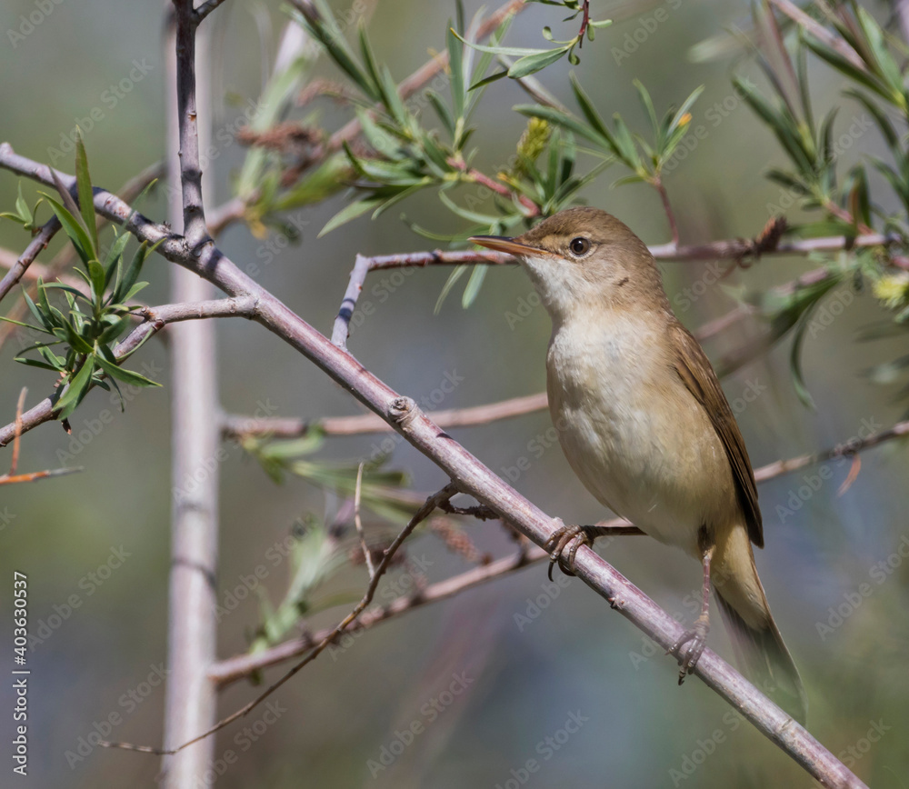 Large-billed Reed-warbler, Acrocephalus orinus