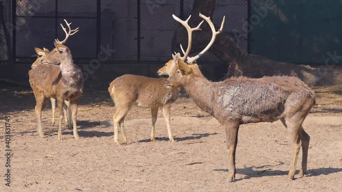 A group herd of swamp deer standing in the woods in forest and a deer peeing photo